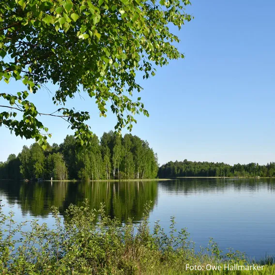 Vatten och träd i Mora