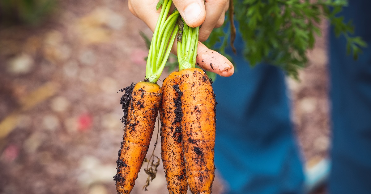 Morötter med jord på i trädgård