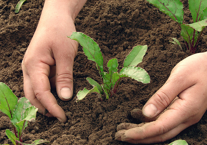 Händer i jord och salladsblad