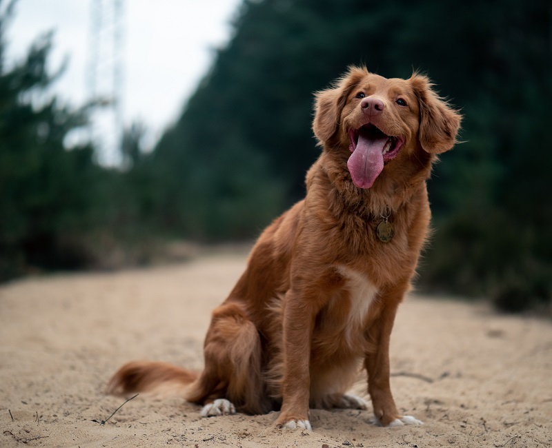 Brun hund sticker ut tunga