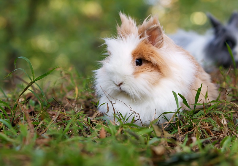 Marsvin på gräsmatta