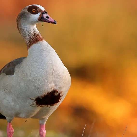 Nilgäss