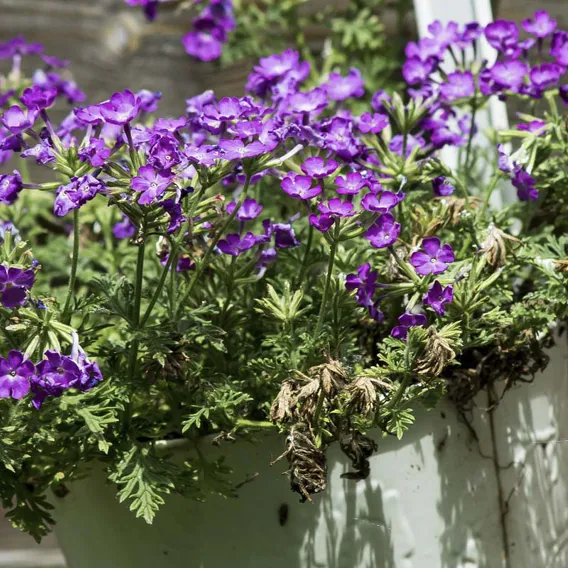 Lila blomma i kruka