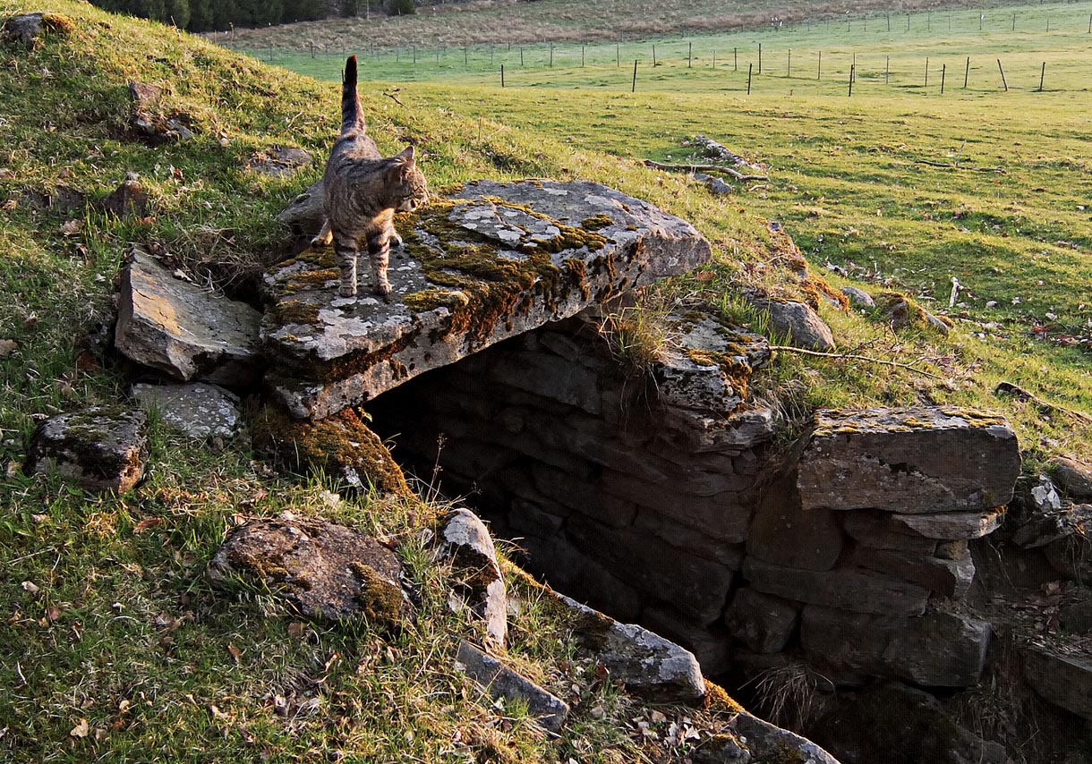 Jordkällare med katt på gräs