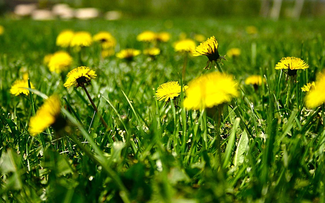 Maskrosor p&aring; gr&auml;ss 1200x750.jpg