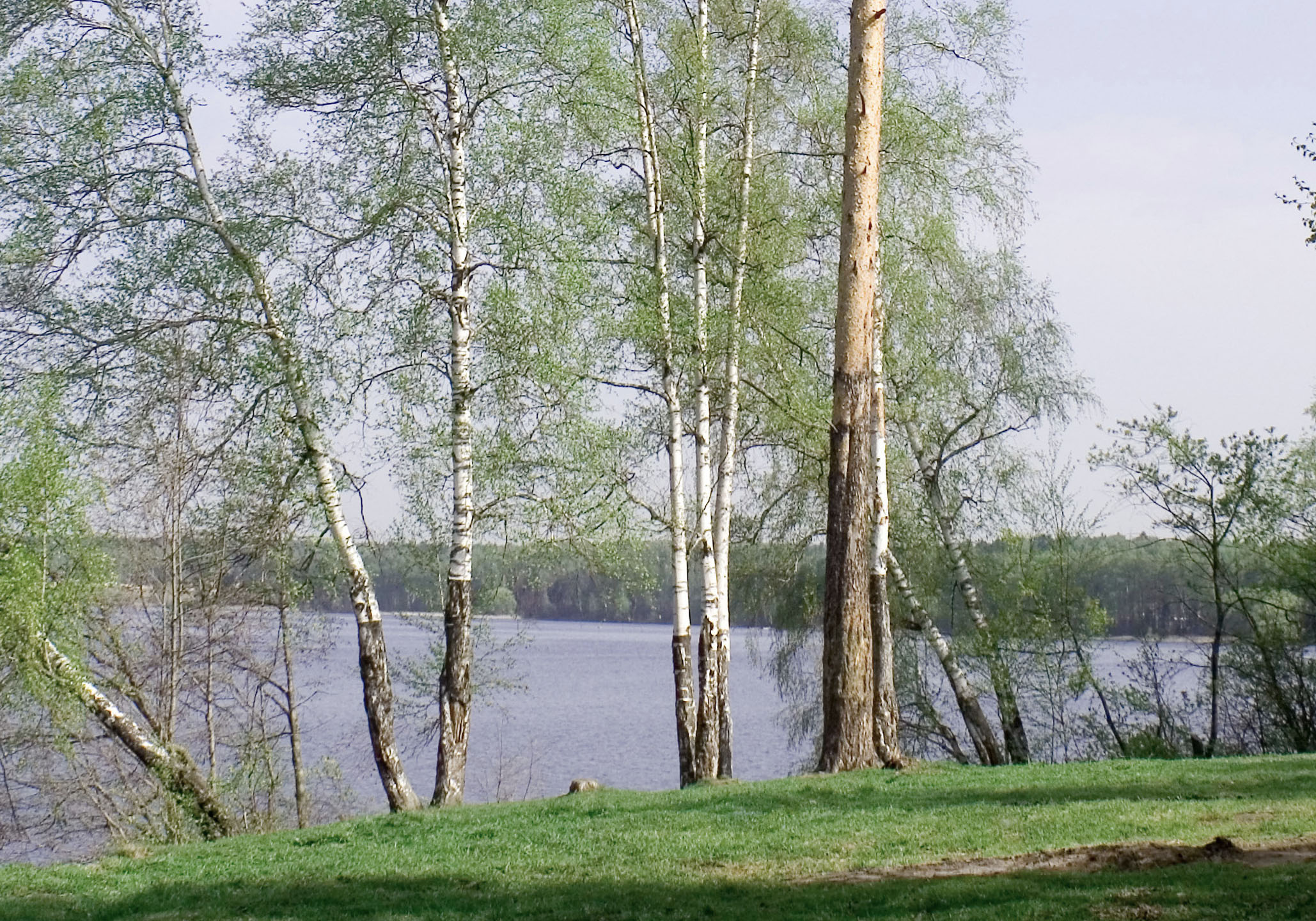 Träd på tomt med sjöutsikt